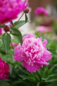 a peony