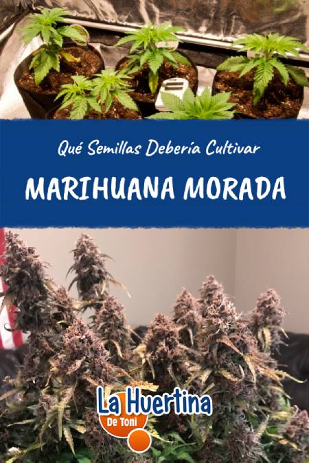 purple marijuana purple marijuana