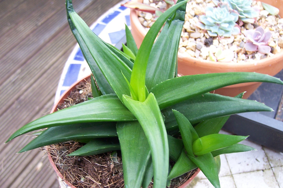 the Haworthia pentagona has triangular and entirely green leaves