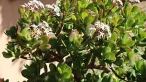 jade flowers