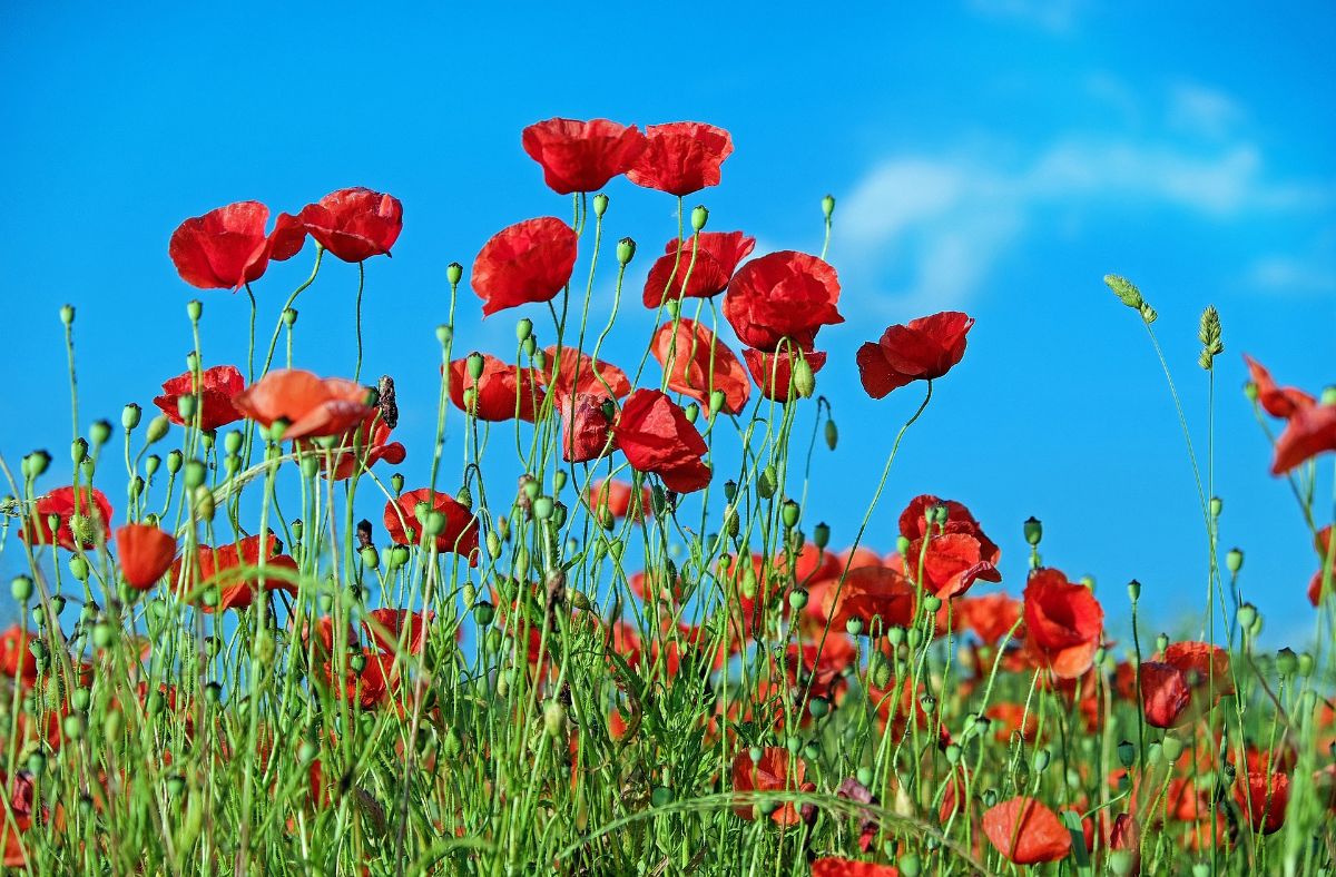 poppy