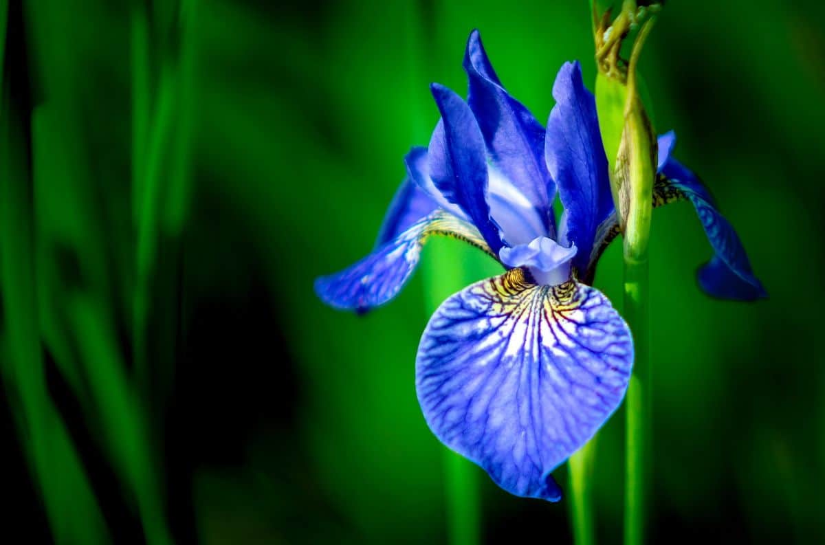 Iris