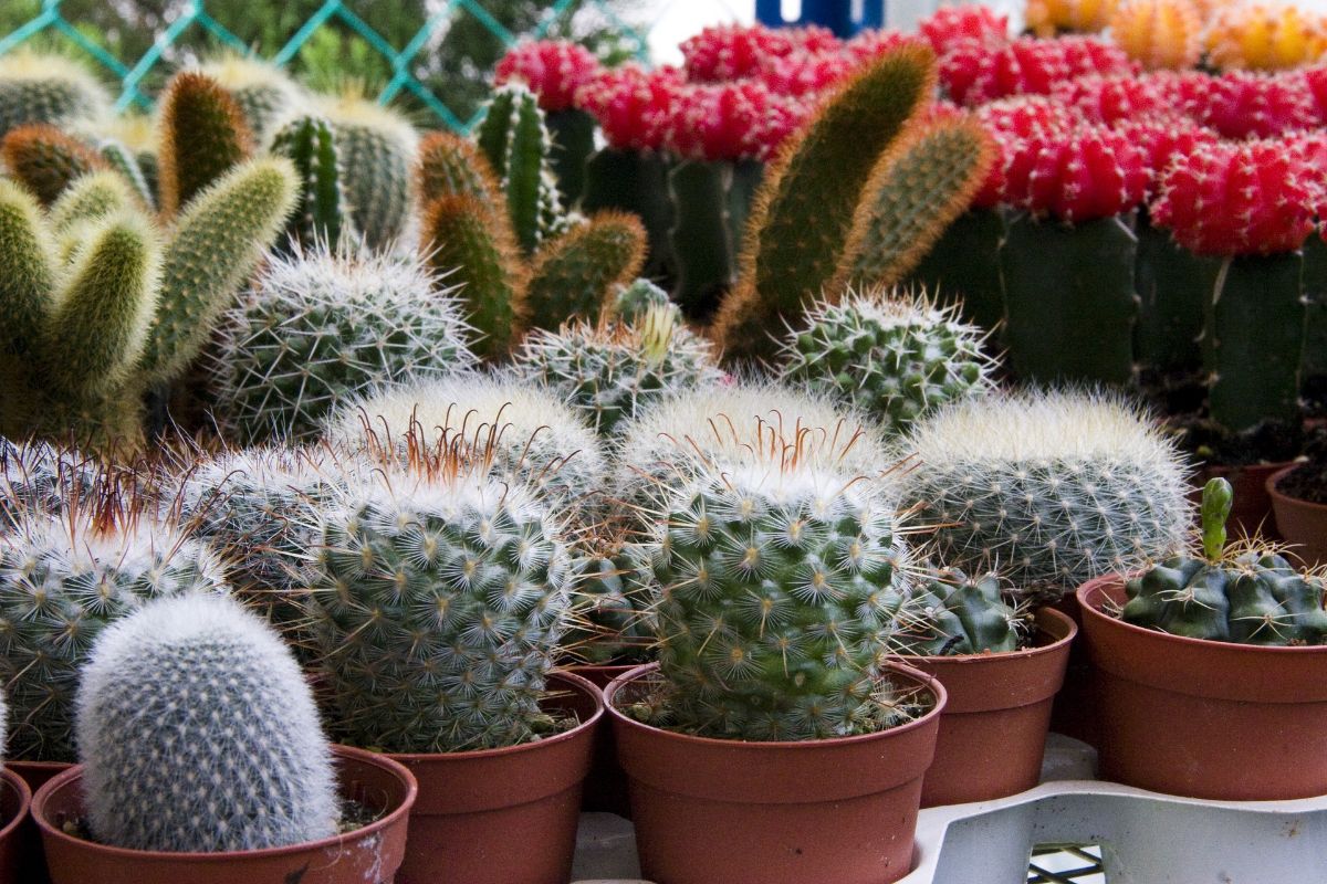 miniature cacti