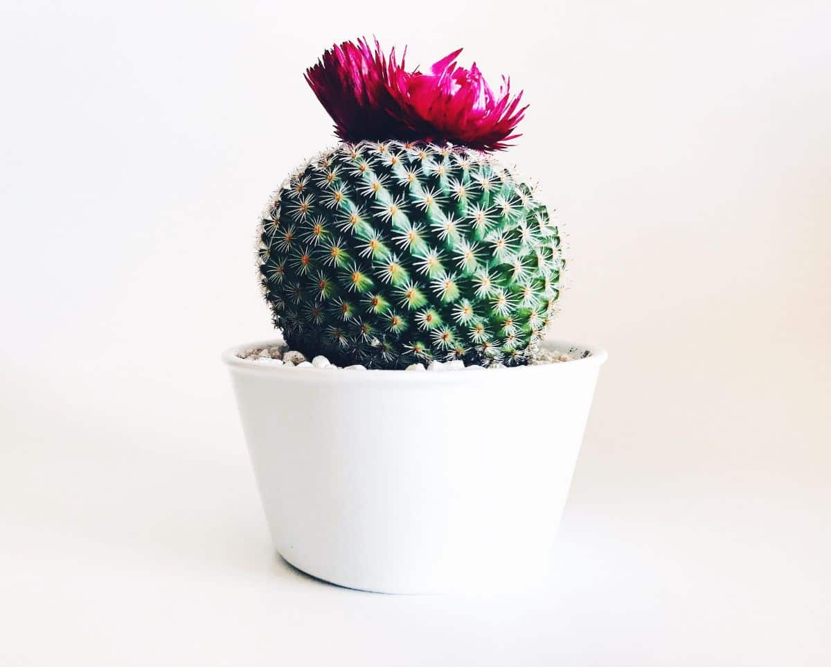 small flowering plant