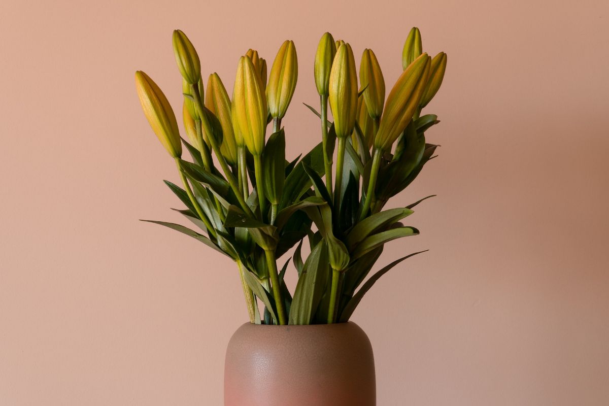 lily buds