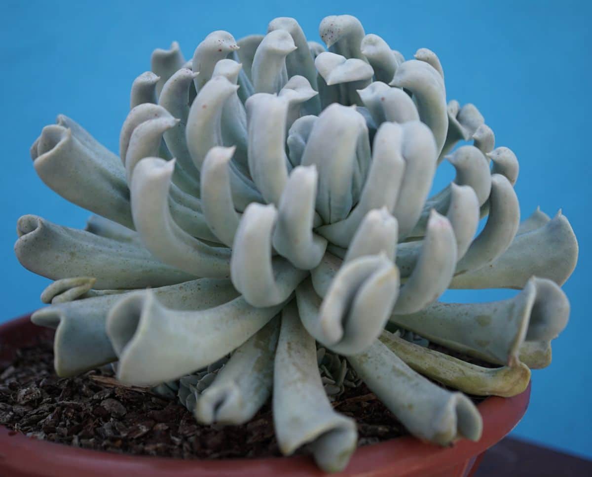 succulent plant