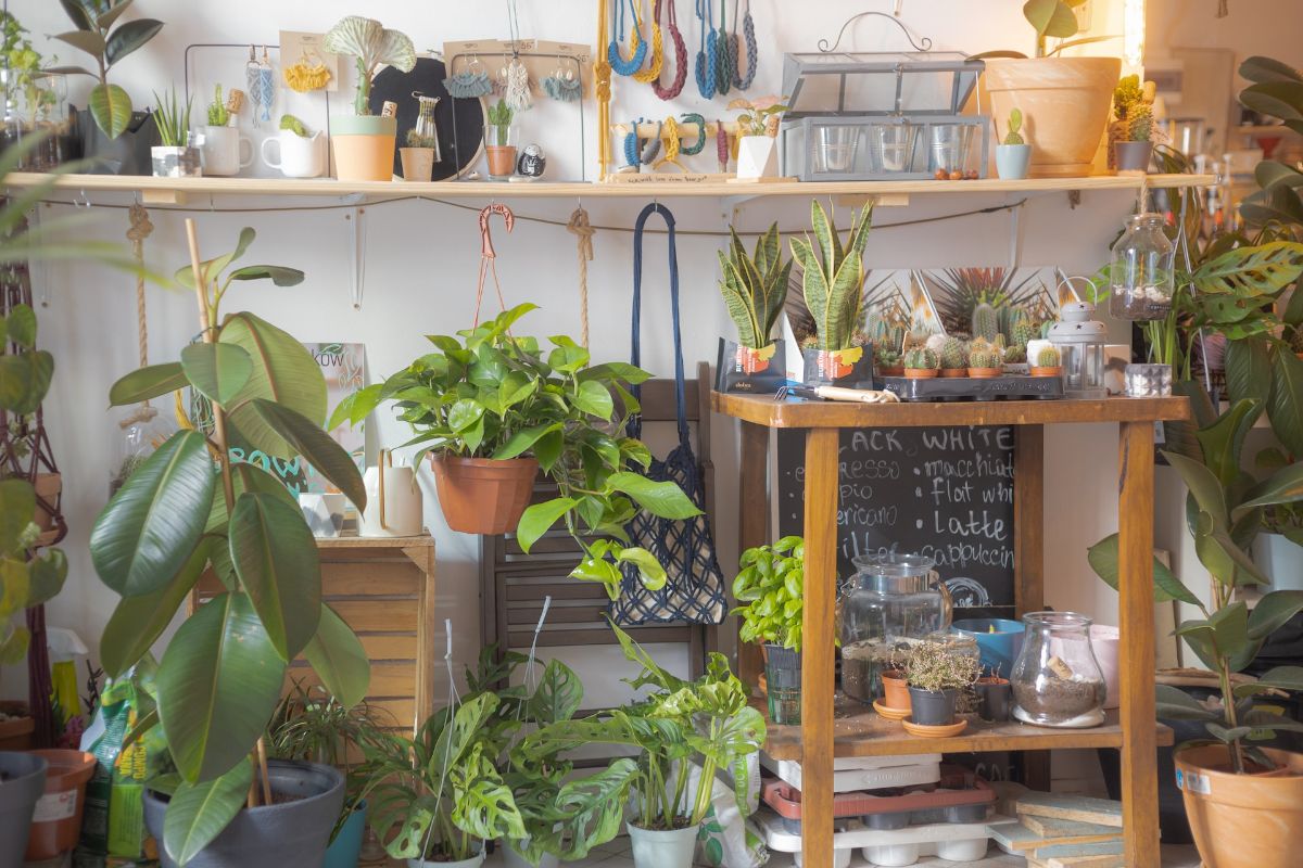 plant shelves