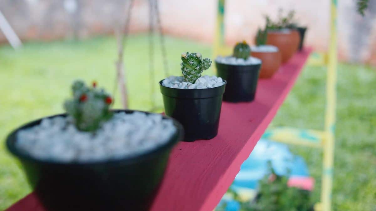 garden plants on a shelf