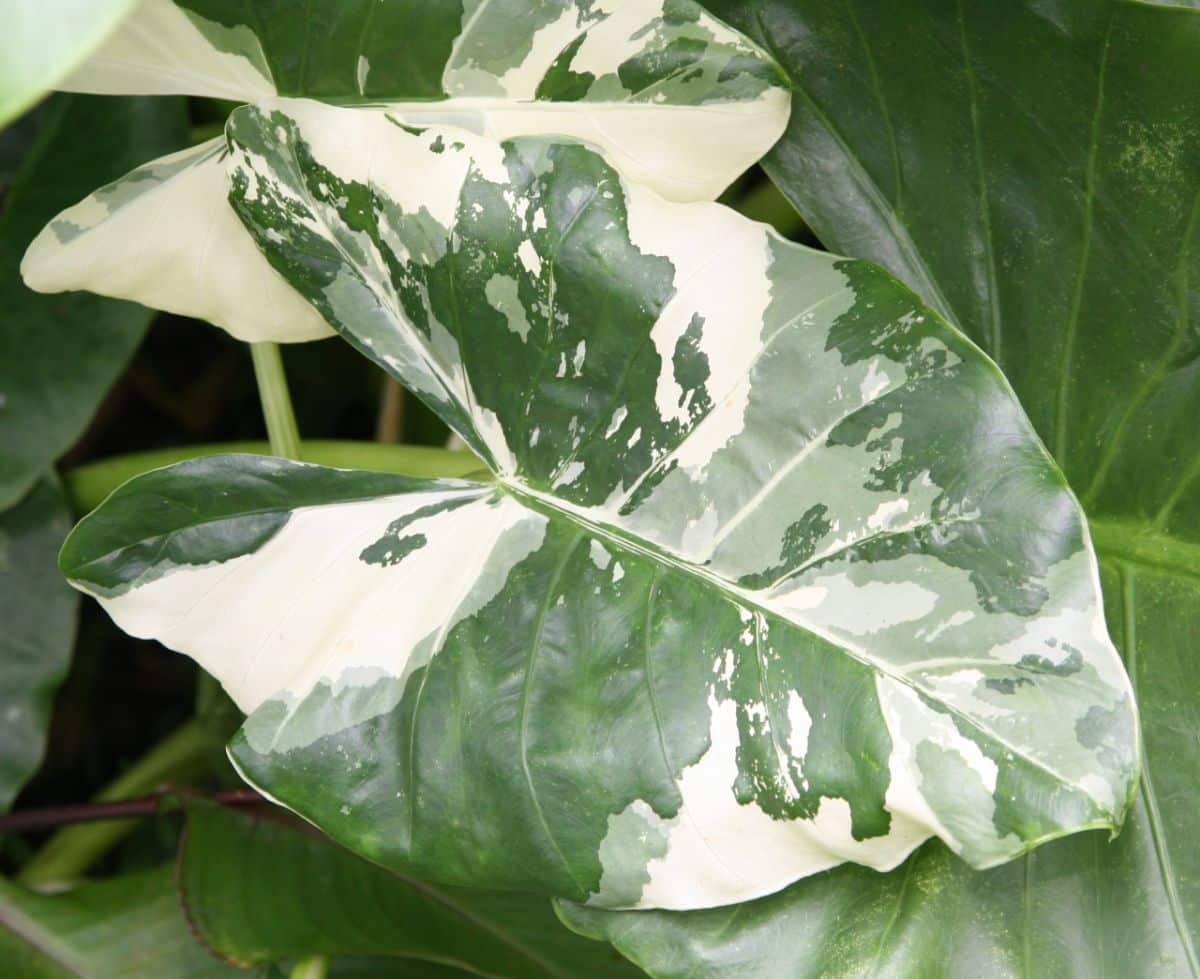macrorrhizos_Variegata_