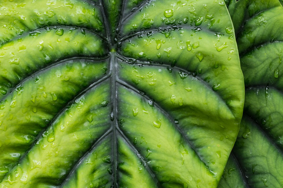 alocasia_clypeolat