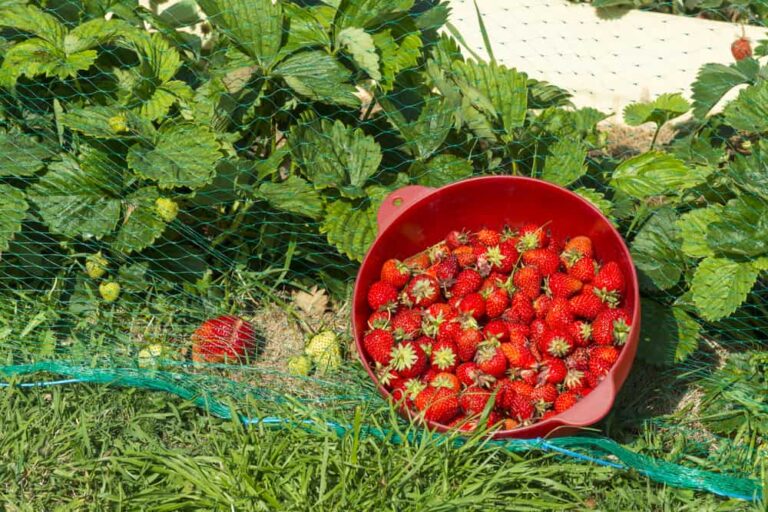 6 clever ways to protect berries from birds