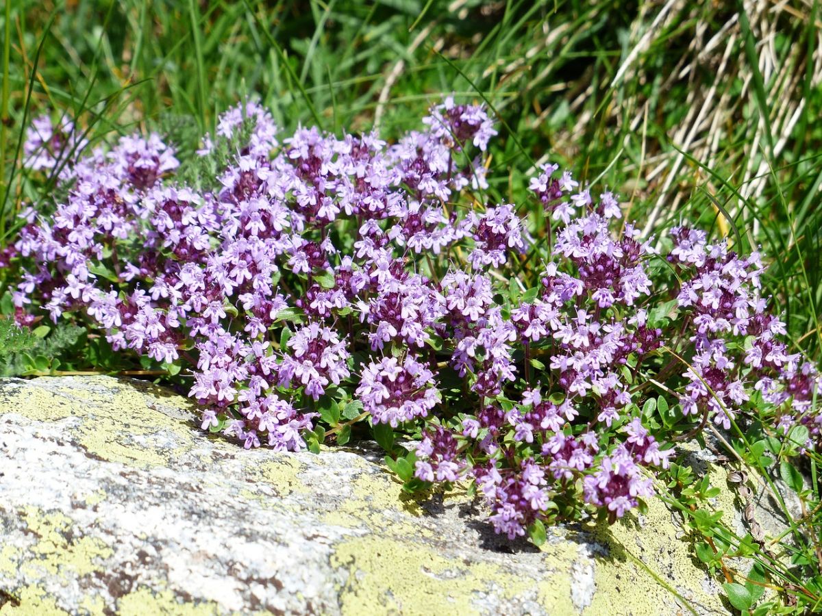 wild thyme