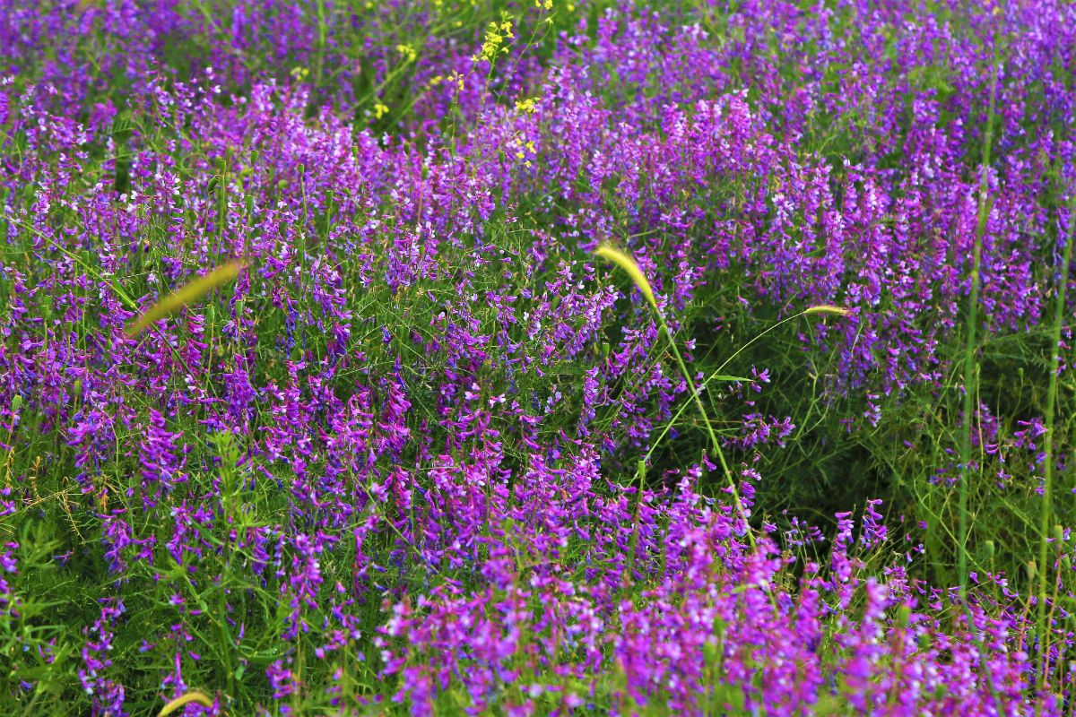 common verbena