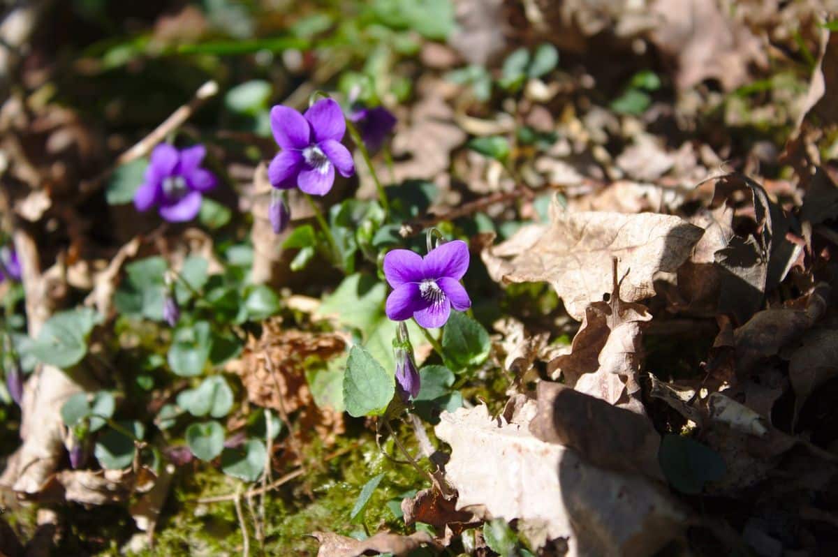 Viola odorata