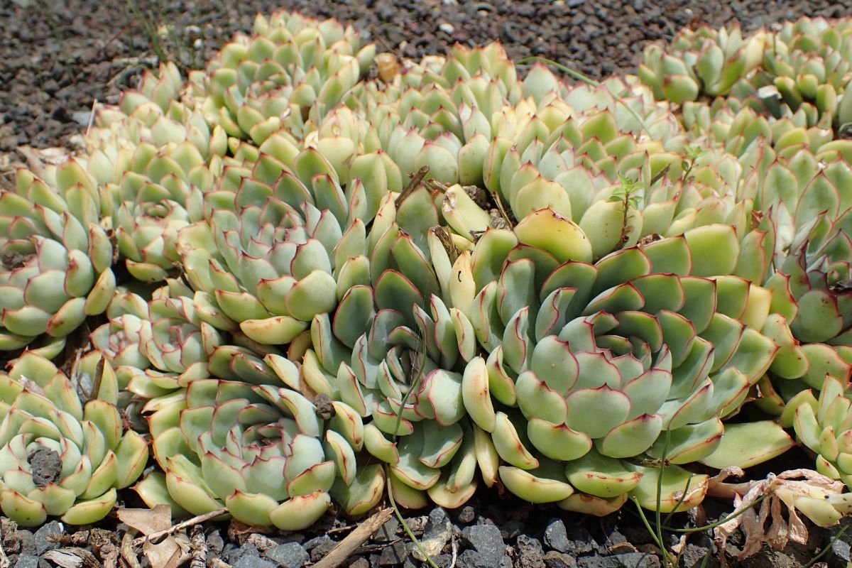 various succulents