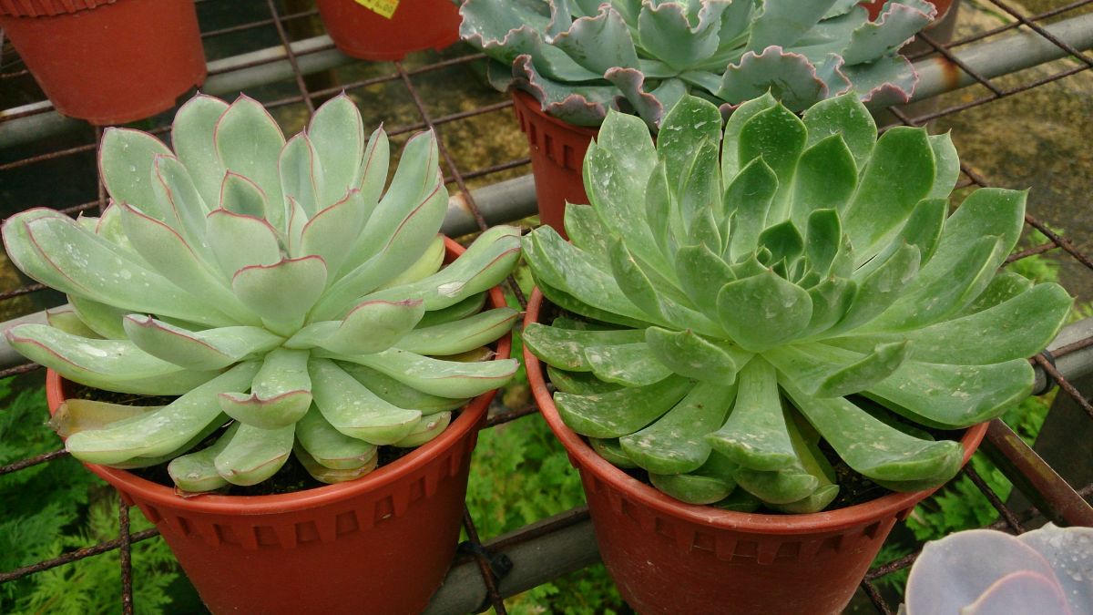 succulent pulidonis