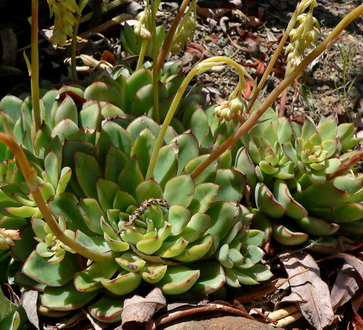 direct succulents in soil