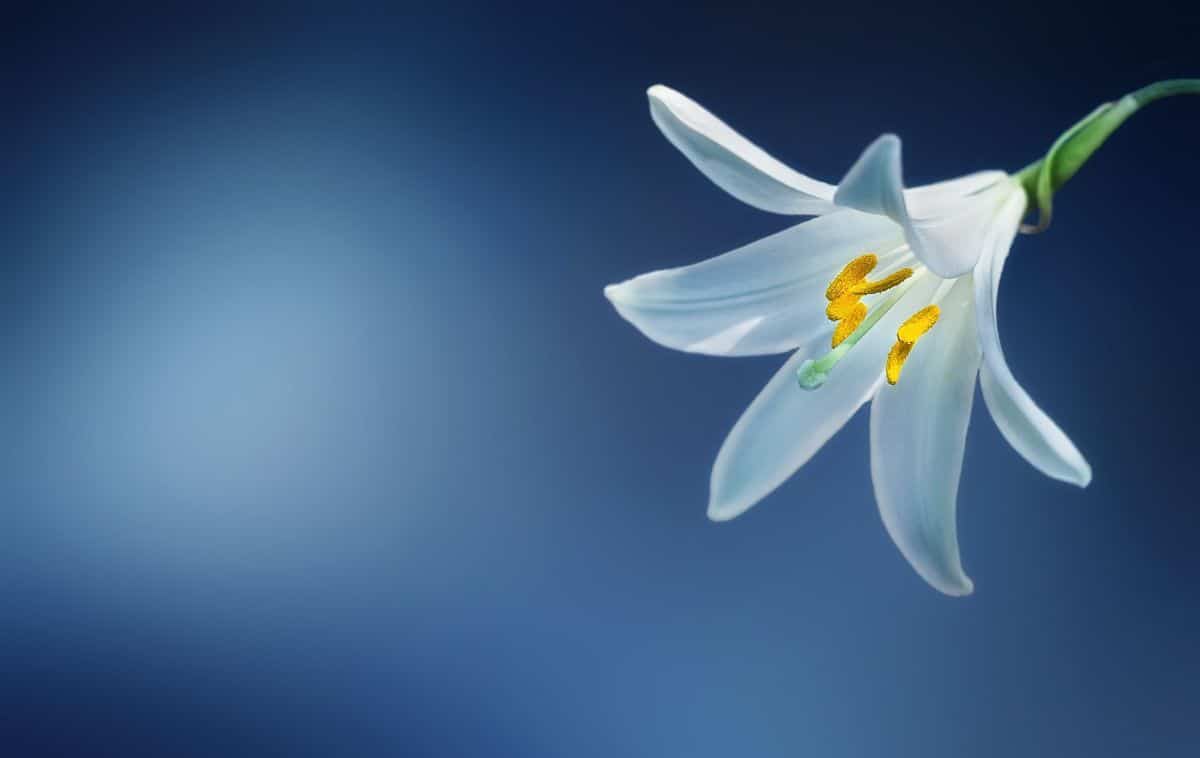 white lily