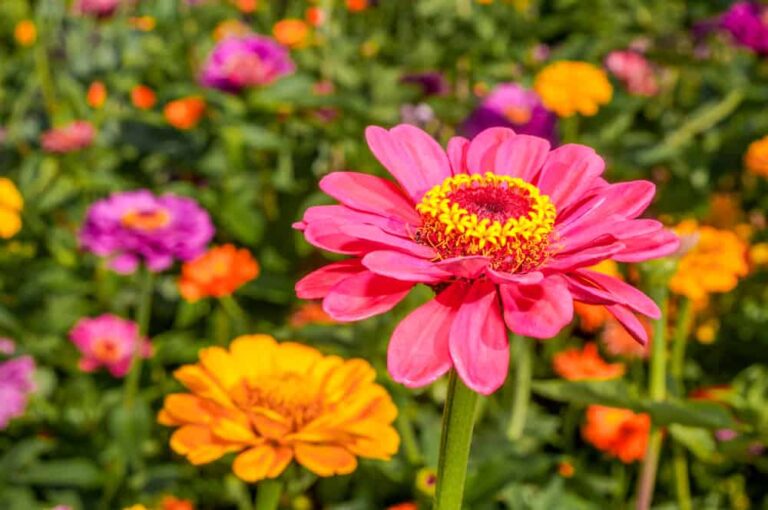 How to Plant and Grow Zinnia Flowers in Your Garden