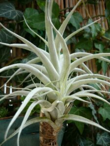 an air plant
