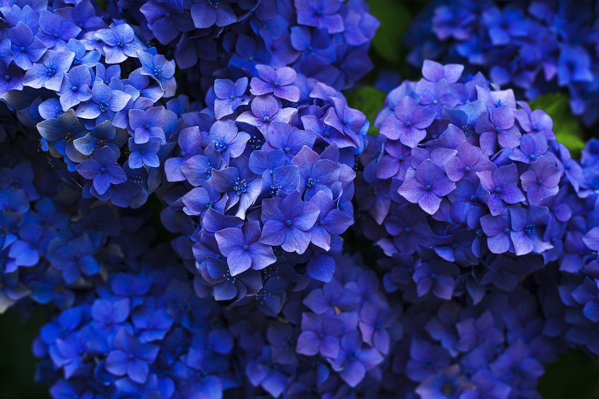 Hydrangea is one of the most popular blue flowering plants