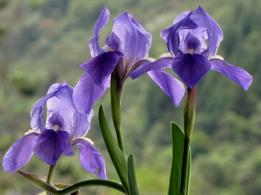 The common lily is a bulbous wonder