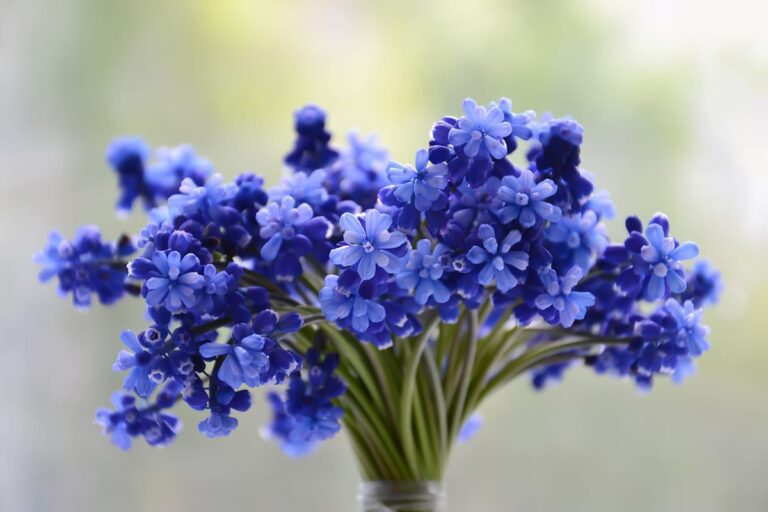 Las plantas con flores azules tienen un alto valor ornamental