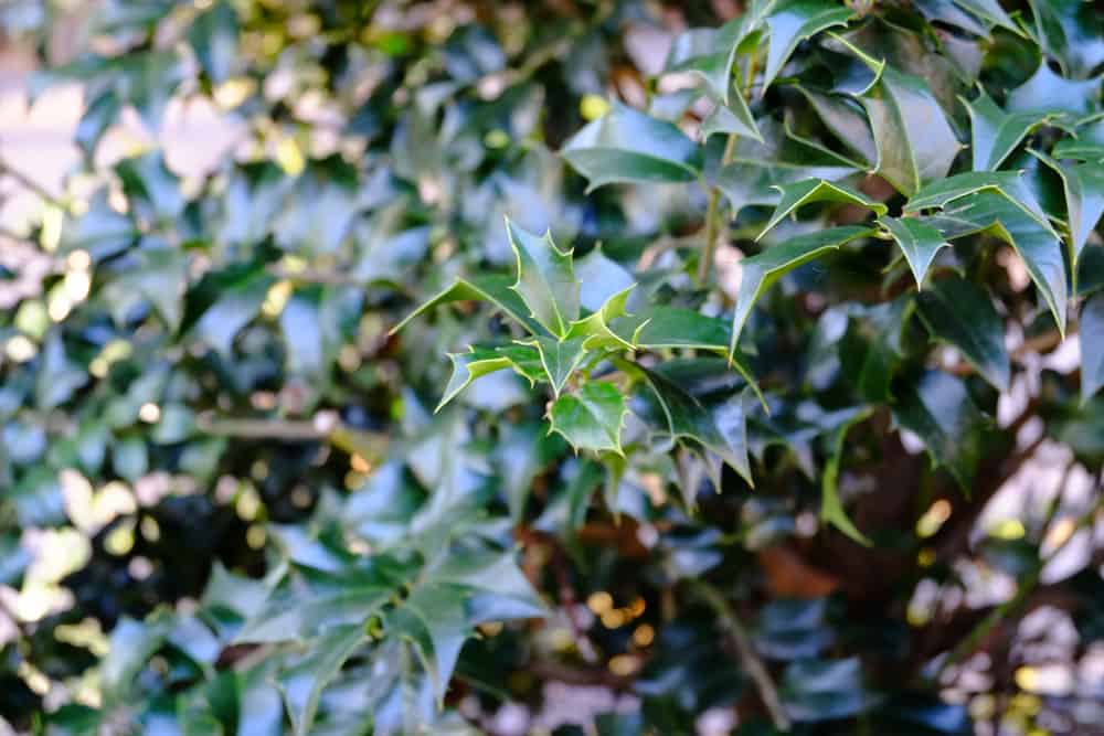 american holly