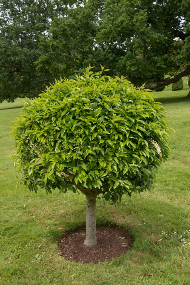 cherry laurel tree