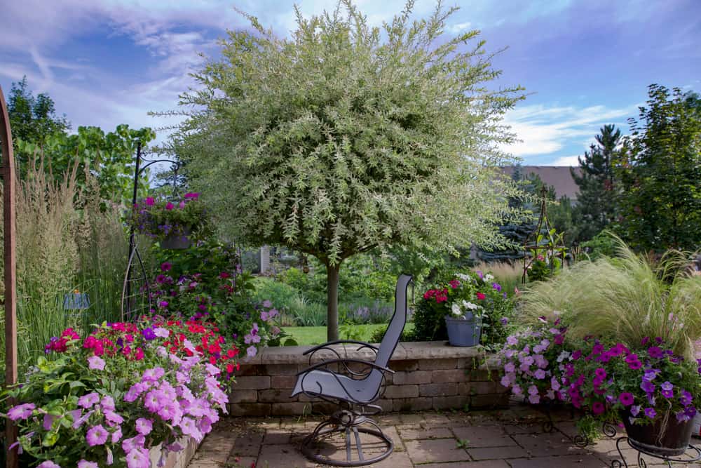 mottled willow