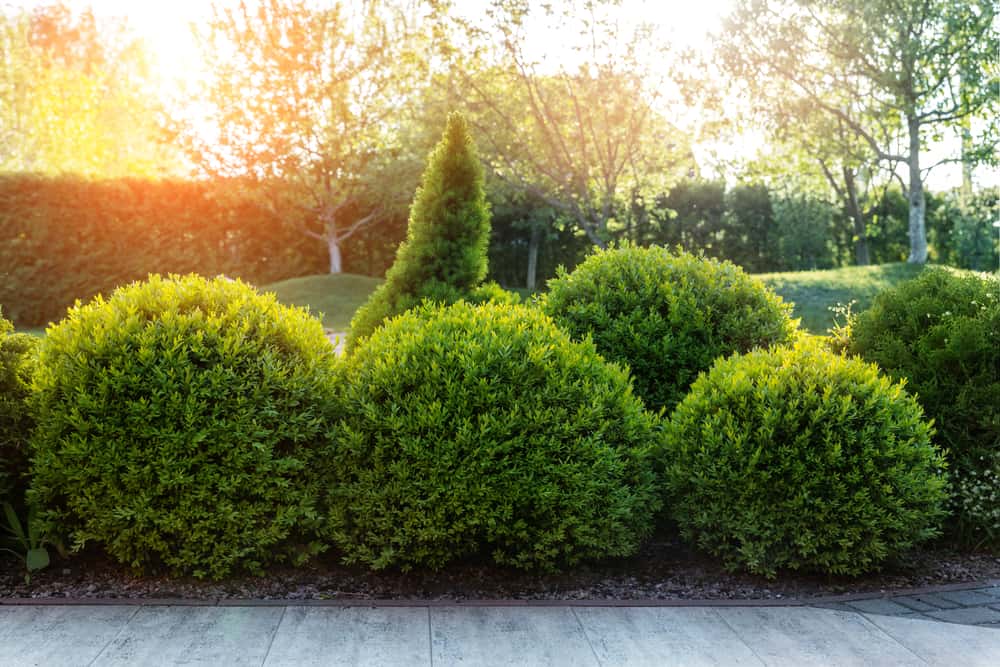 boxwood shrubs
