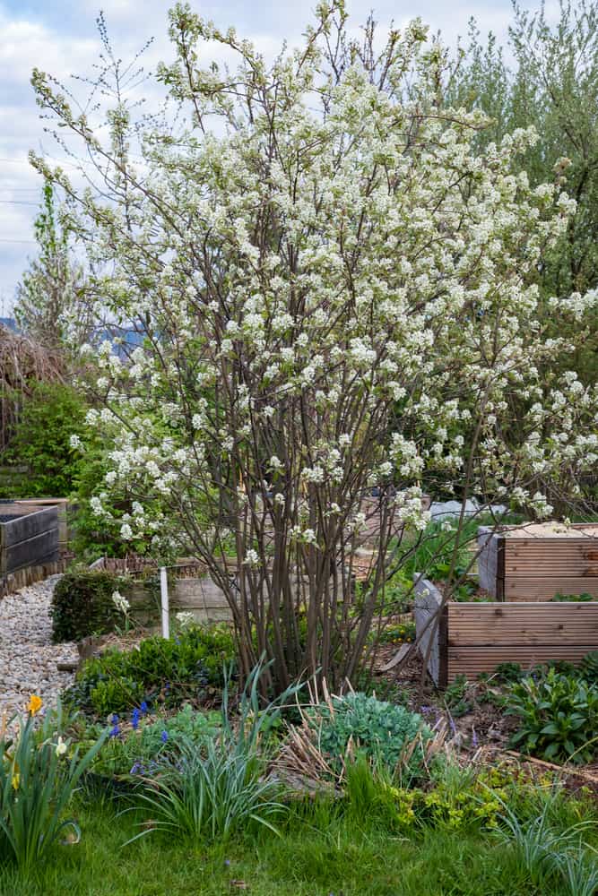 Cherry tree