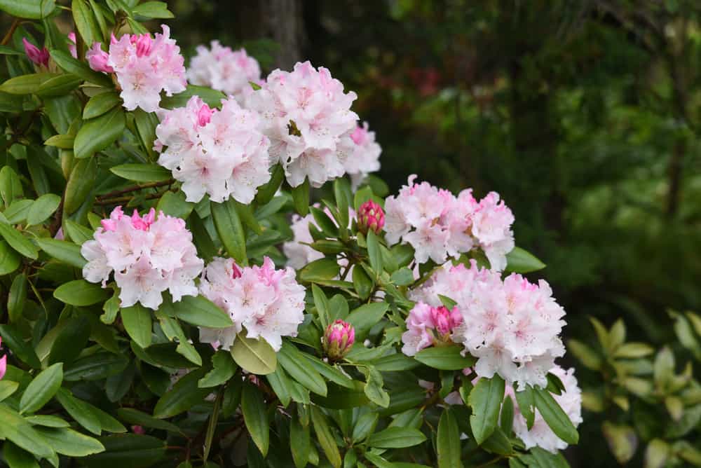 oleander rhododendron