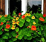 Garden Nasturtium Seeds - Tropaeolum...