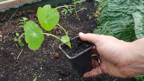 nasturtium plant nasturtium plant