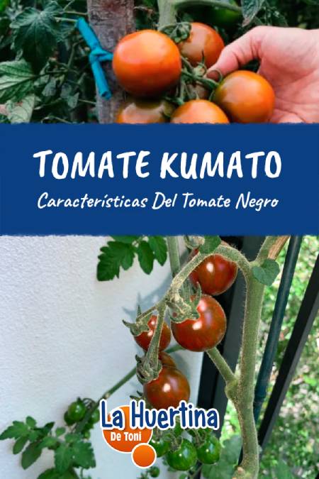 kumato tomato kumato tomato