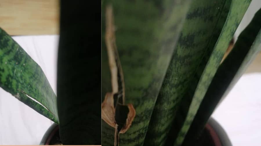 The leaves of the indoor potted snake plant are splitting.