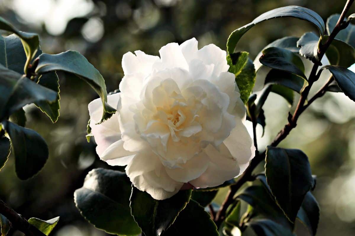 beautiful white flower