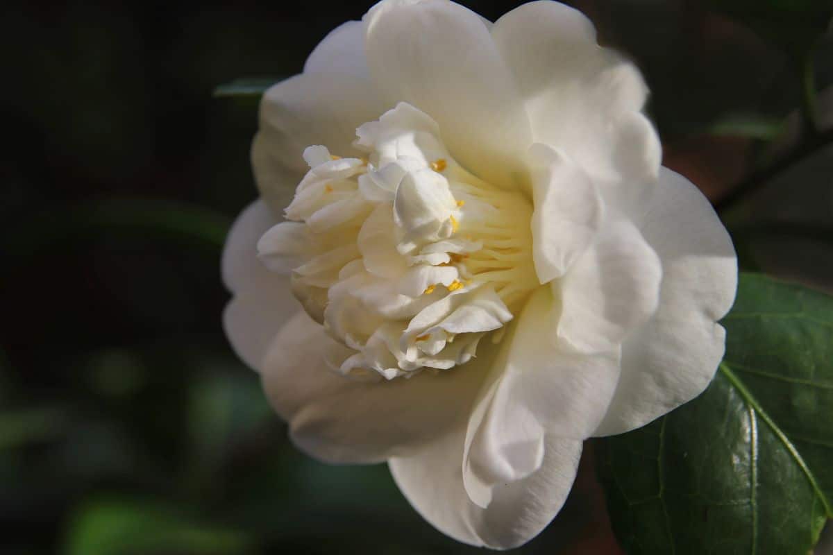 White flowers