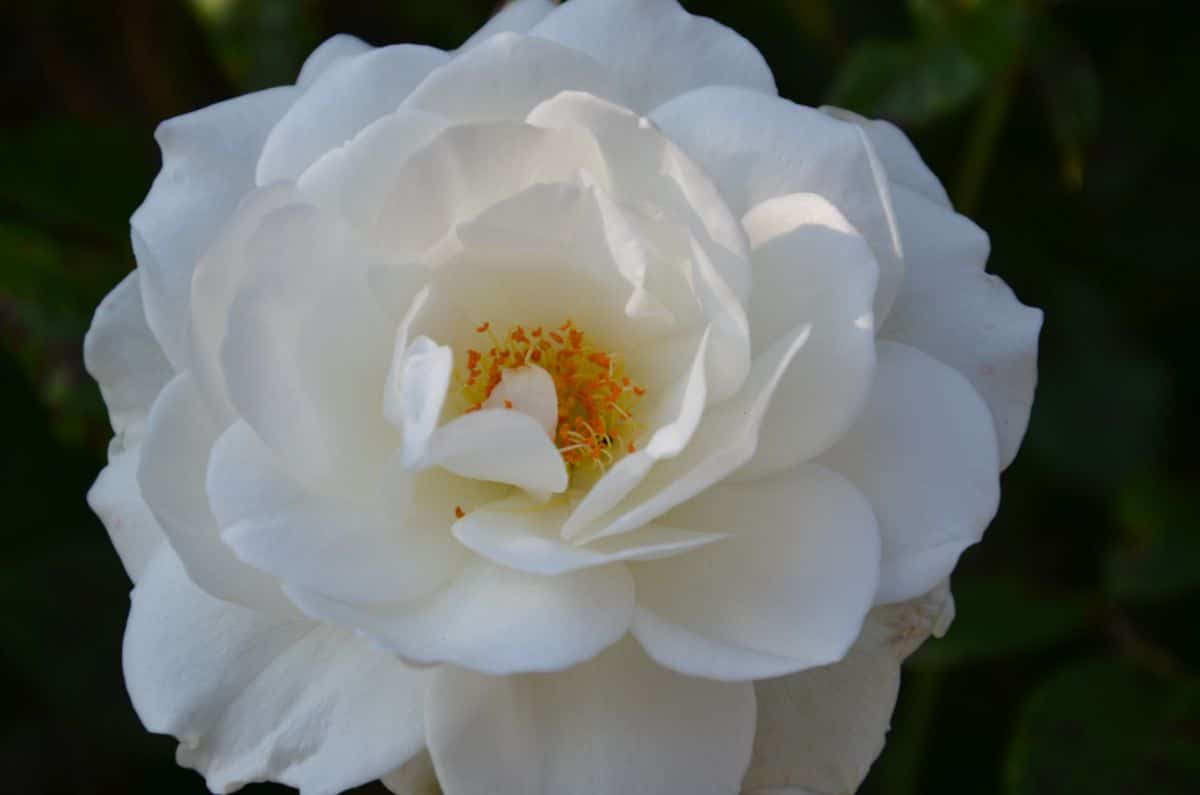 Detail of white camellia flower