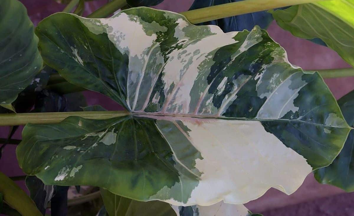 Green leaf details with white spots