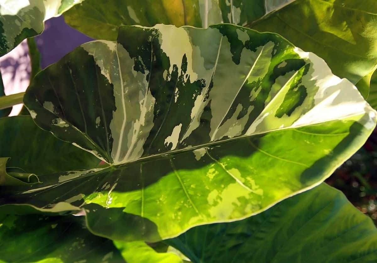 macrorrhiza variegata leaf
