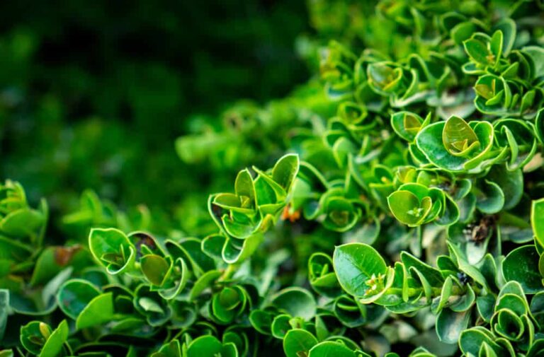 How to Grow and Raise This Tasty Ornamental Shrub