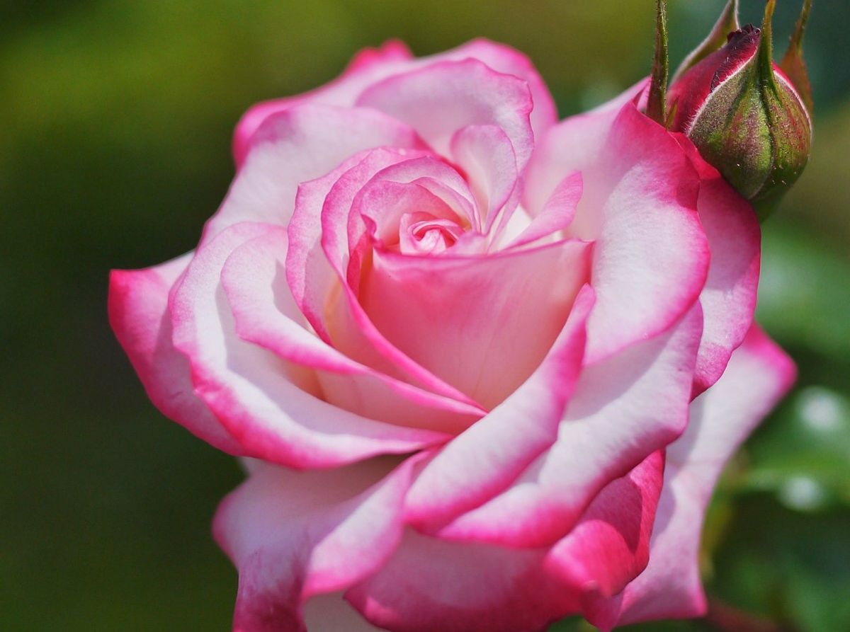 rose and bud