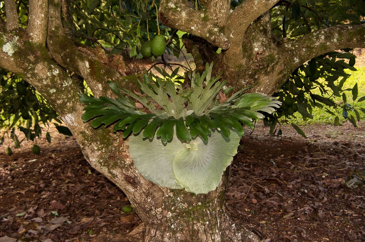 elkhorn fern