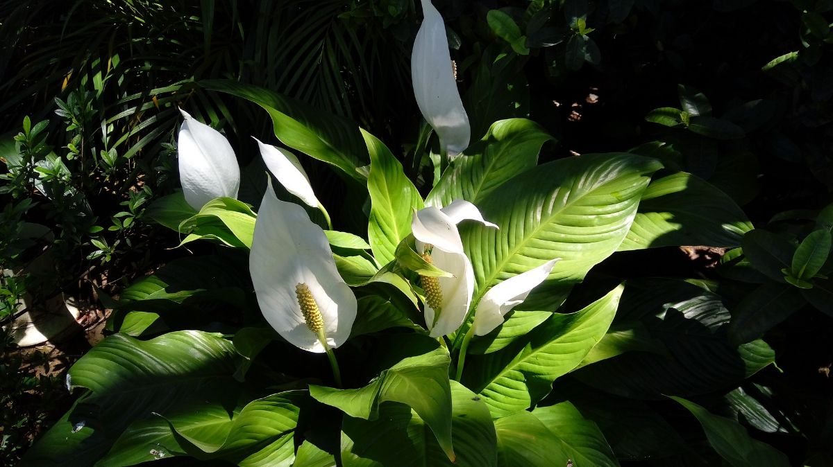 peace lily