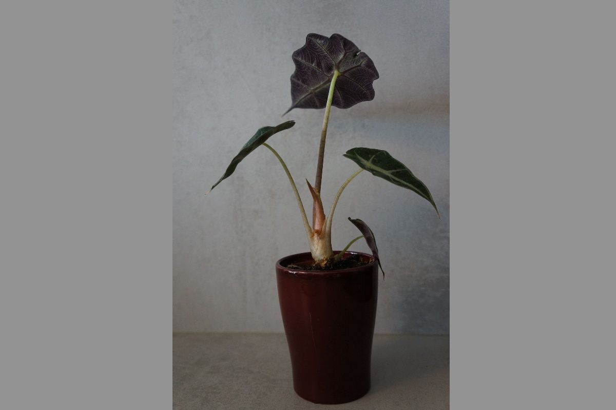 house plant
