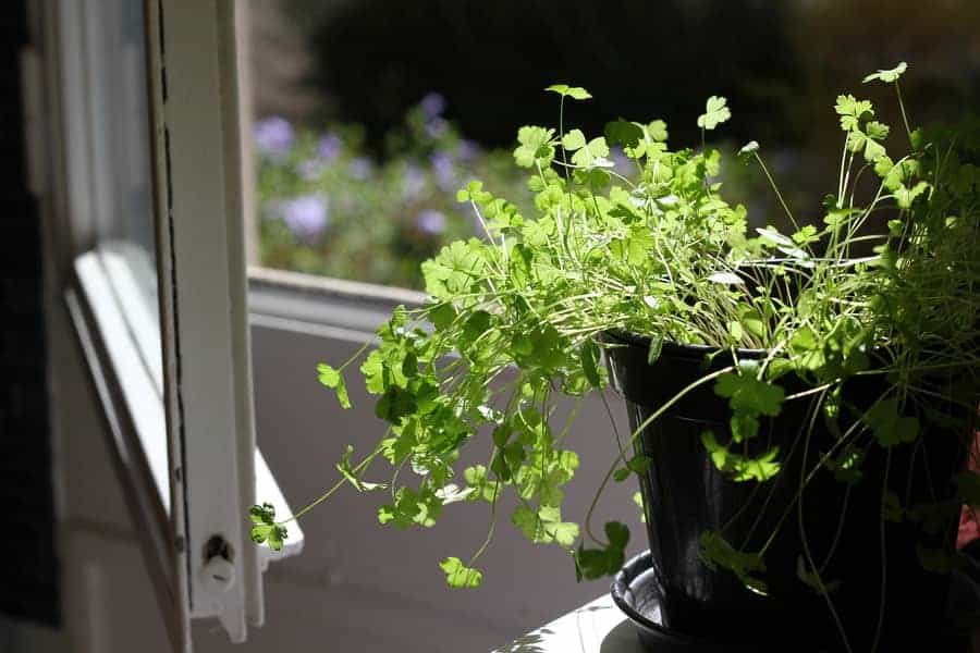 Indoor parsley leaves grow in pots. 