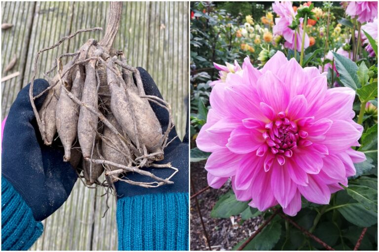 3 Reasons to Plant Dahlias in Indoor Pots (and How to Do It)