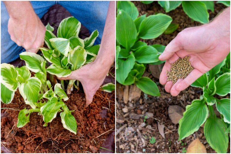 4 Important Tasks For Every Hosta Grower - ISPUZZLE